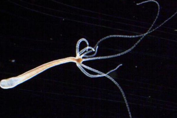 Kraken что это такое